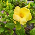 Yellow Allamanda - Bare Root Starter Live Plant (7-10”) Allamanda cathartica