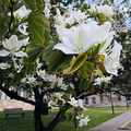 Bauhinia alba Seeds - White Orchid Tree (10 Seeds) | Deciduous Flowering Tree