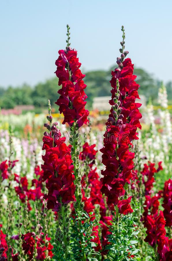 Antirrhinum majus Rocket Red Snapdragon Seeds - 1000+ Deep Red Seeds for Garden & Cut Flowers