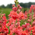 Antirrhinum majus Madame Butterfly Bronze Cherry Snapdragon Seeds - 1000+ | Ruffled Double Blooms
