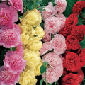Summer Carnival Mix Hollyhock Seeds - Double Blooms, 4-7 ft, Zones 3-8