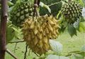 Rollinia Deliciosa Biriba Tropical Tree Starter Plant | 4-7" Seedling in 2.5" Pot