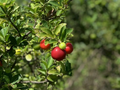 Acerola Starter Plant Seedling (Malpighia emarginata) - 2'–3' Live Fruit Tree