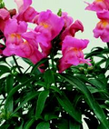 Floral Showers Pink Snapdragon Seeds (Antirrhinum majus) - 1000+ Seeds, Dwarf Pink Blooms