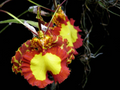 Psychopsis Mendenhall 'Hildos' FCC/AOS Orchid | Red & Yellow Cattleya, 2" Pot – Starter Live Orchid