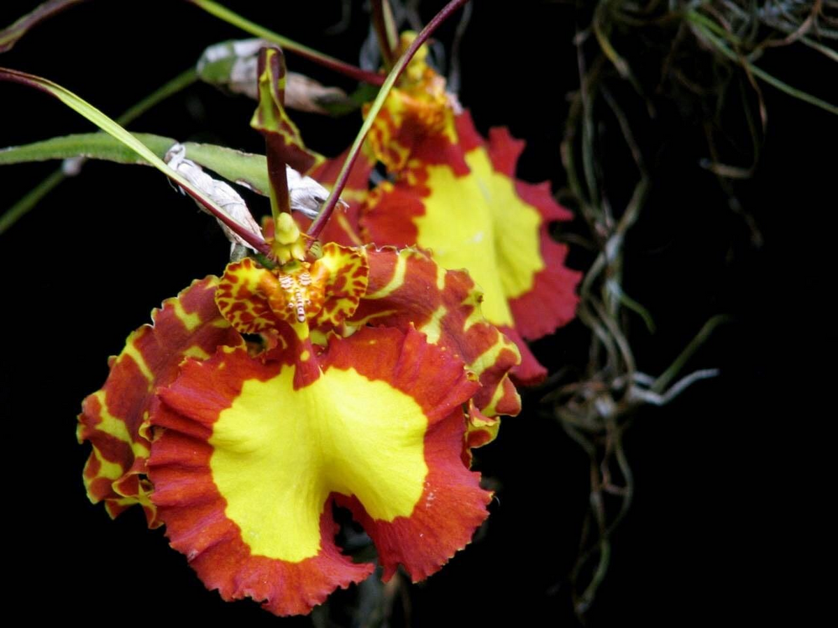 Psychopsis Mendenhall 'Hildos' FCC/AOS Orchid | Red & Yellow Cattleya, 2" Pot – Starter Live Orchid