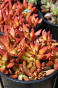 Sedum Adolphi Firestorm - 5 Live Cuttings, Yellow-Red Rosettes, Full Sun, Drought-Tolerant