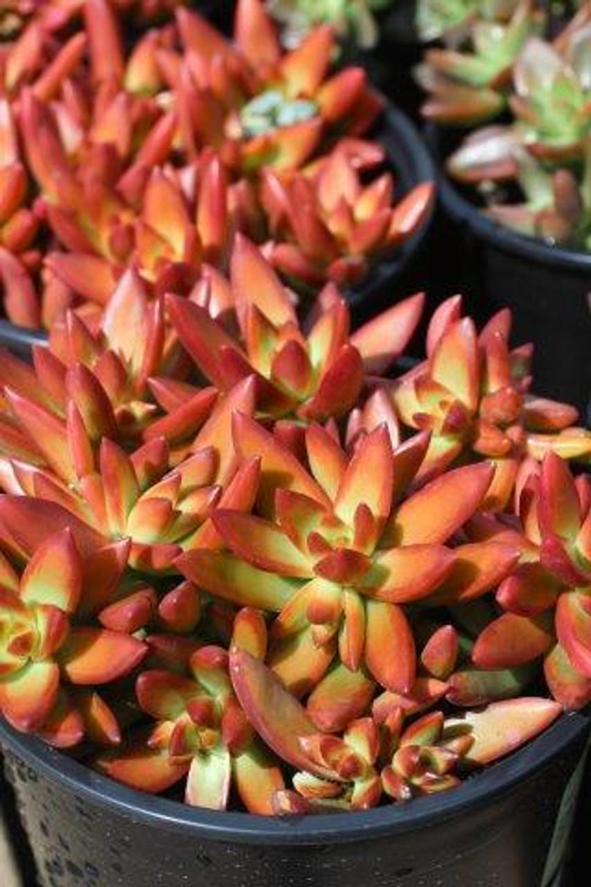 Sedum Adolphi Firestorm - 5 Live Cuttings, Yellow-Red Rosettes, Full Sun, Drought-Tolerant