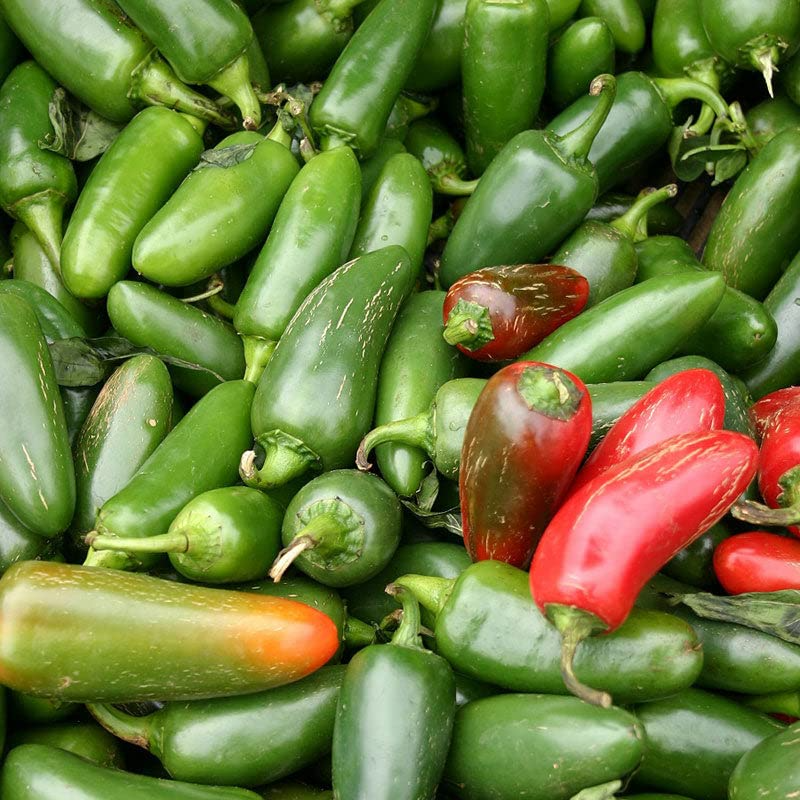 Jalapeno M Pepper Seeds - 300 Non-GMO Heirloom, 5,000 SHU, 2-6" Pods, 70-80 Days