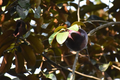Caimito Purple Star Apple Tree Seedling - Chrysophyllum cainito, 3-6" in 2.5" Pot