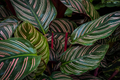 Calathea Ornata Starter Plant | Pinstripe Plant | USA Grown
