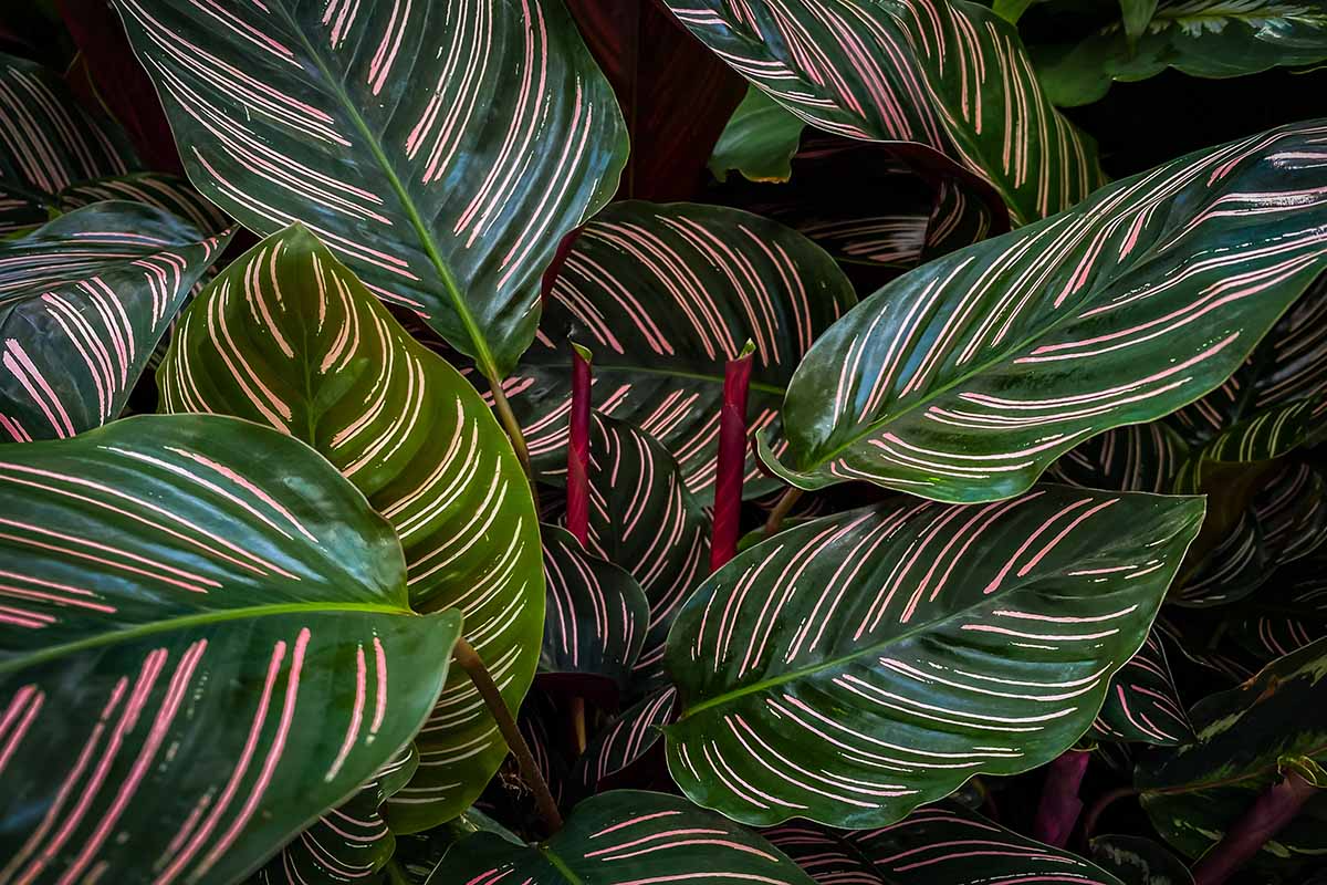 Calathea Ornata Starter Plant | Pinstripe Plant | USA Grown