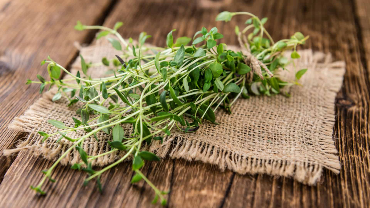 Thyme Seeds Thymus vulgaris - 100mg (?500 Seeds) Perennial Herb, Culinary & Medicinal
