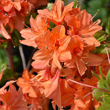 Mandarin Lights Deciduous Azalea Starter Plant | Northern Lights Hybrid