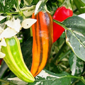 Fish Pepper Seeds | Heirloom Variegated Capsicum annuum | Medium-Hot 5,000-30,000 Scoville | 80 Days