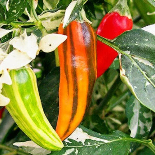 Fish Pepper Seeds | Heirloom Variegated Capsicum annuum | Medium-Hot 5,000-30,000 Scoville | 80 Days