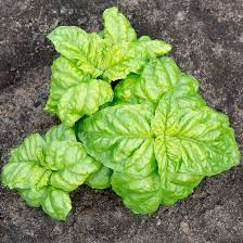 Sweet Basil Seeds - Heirloom, Non-GMO | Ocimum basilicum, 65 Days, 14-18" ~ 10" spacing