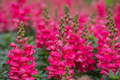 Antirrhinum majus Liberty Rose Snapdragon Seeds - 1000+ Soft Rose-Pink Blooms