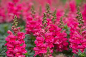 Antirrhinum majus Liberty Rose Snapdragon Seeds - 1000+ Soft Rose-Pink Blooms