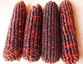 Corn Bloody Butcher Seeds (Zea mays) Heirloom Red Dent - 1/4 oz (80 seeds) Non-GMO