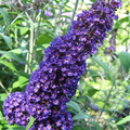Buddleja Davidii Purple Butterfly Bush - 7 Live 6" Unrooted Cuttings