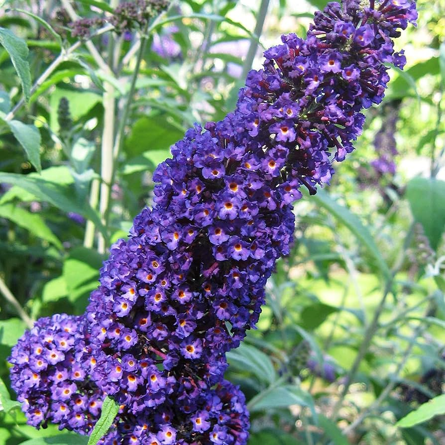 Buddleja Davidii Purple Butterfly Bush - 7 Live 6" Unrooted Cuttings