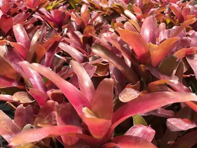 Neoregelia Bromeliad Super Fireball Cutting - 6" Red Serrate Foliage