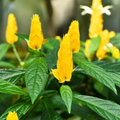 Golden Shrimp Plant Starter - Justicia brandegeana & Pachystys lutea | Yellow Blooms, Live Rooted Shrub Seedling