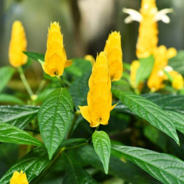 Golden Shrimp Plant Starter - Justicia brandegeana & Pachystys lutea | Yellow Blooms, Live Rooted Shrub Seedling