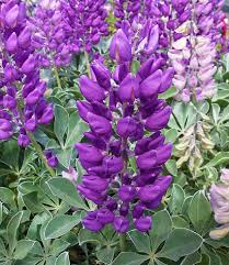 Lupinus Cobb Mountain Seeds - 25+ Purple Lupine Seeds for Garden Planting