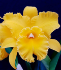 Rlc Lian Her Glory 'HER' x Village Chief Cunning Orchid Starter Plant in 3" Pot – Yellow Cattleya