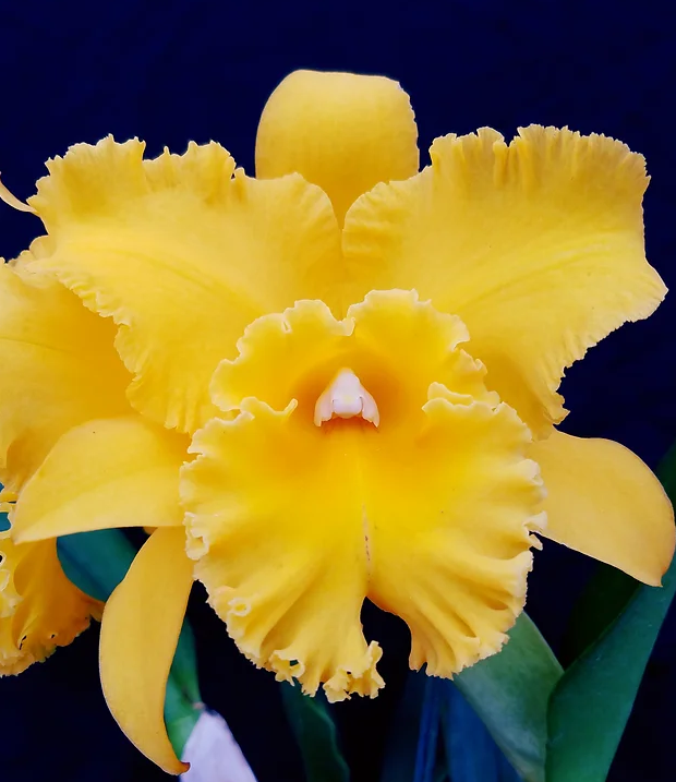 Rlc Lian Her Glory 'HER' x Village Chief Cunning Orchid Starter Plant in 3" Pot – Yellow Cattleya