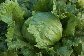 Iceberg Batavian Lettuce Seeds - Lactuca sativa | 1g Seed Packet, Heirloom, Non-GMO