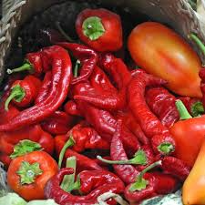 Jimmy Nardello Pepper Seeds - Heirloom, Non-GMO (20 Seeds) - Sweet Italian Frying Pepper