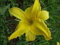 Hemerocallis 'Flying Saucer' Daylily - 1 Live Root, Yellow Reblooming Perennial