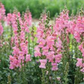 Candy Tops Pink Snapdragon Seeds (Antirrhinum majus) | 1000+ Seeds, Compact, Soft Pink Blooms