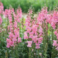 Candy Tops Pink Snapdragon Seeds (Antirrhinum majus) | 1000+ Seeds, Compact, Soft Pink Blooms
