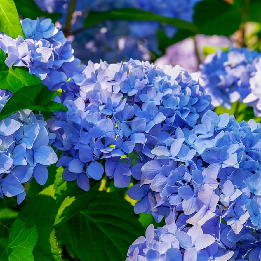 Blue Hydrangea Plants - 3-5