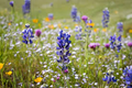 Lupinus bicolor Mini Lupine Seeds - 25+ Compact Wildflowers for Pollinators