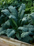 Lacinato Kale Seeds (Dinosaur Kale) - 1,000 Non-GMO Heirloom Seeds