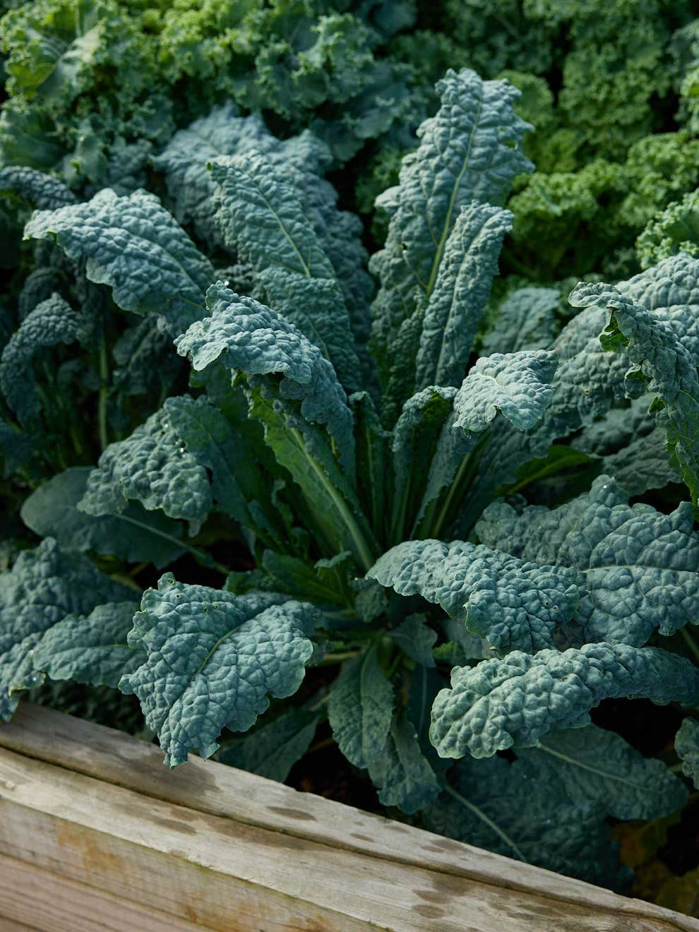 Lacinato Kale Seeds (Dinosaur Kale) - 1,000 Non-GMO Heirloom Seeds