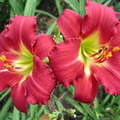 Ruby Stella Daylily Bare Root – Red, Re-Blooming, Drought-Tolerant, Zones 3-9