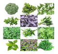 12 Culinary Herb Seeds Variety Pack - Heirloom Basil, Thyme, Parsley & More (Seeds)