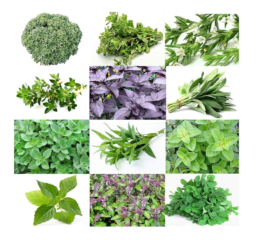 12 Culinary Herb Seeds Variety Pack - Heirloom Basil, Thyme, Parsley & More (Seeds)