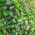 Malabar Spinach Red Stem Seeds (Basella alba var. rubra) - 500mg, Heat-Tolerant Climbing Vegetable