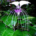 White Bat Orchid Seeds (Tacca integrifolia) - 10 Seeds, Exotic Indoor Plant