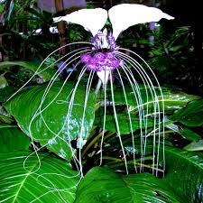 White Bat Orchid Seeds (Tacca integrifolia) - 10 Seeds, Exotic Indoor Plant