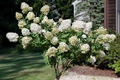 Pee Gee Hydrangea Cuttings (8+), Unrooted Hydrangea Paniculata ‘Grandiflora’ Starter Plants