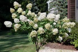 Pee Gee Hydrangea Cuttings (8+), Unrooted Hydrangea Paniculata ‘Grandiflora’ Starter Plants