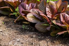 Rouge De Hiver Lettuce Seeds - 1000 Count | Heirloom Romaine, Red-Tinted Leaves